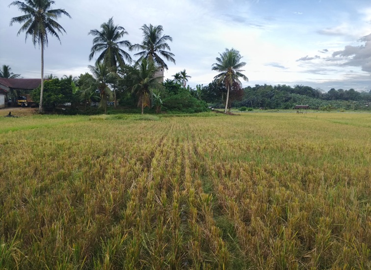 Hamparan Sawah di Kukar