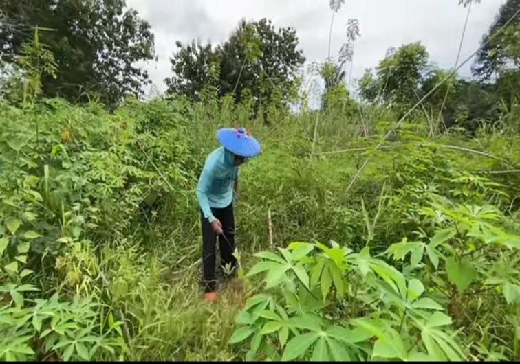 Keseharian Petani di Kukar