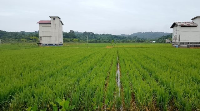 Lahan Pertanian di Tanjung Harapan (kiki/Lingkarkaltim)