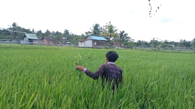 Sawah Milik Warga di Samboja