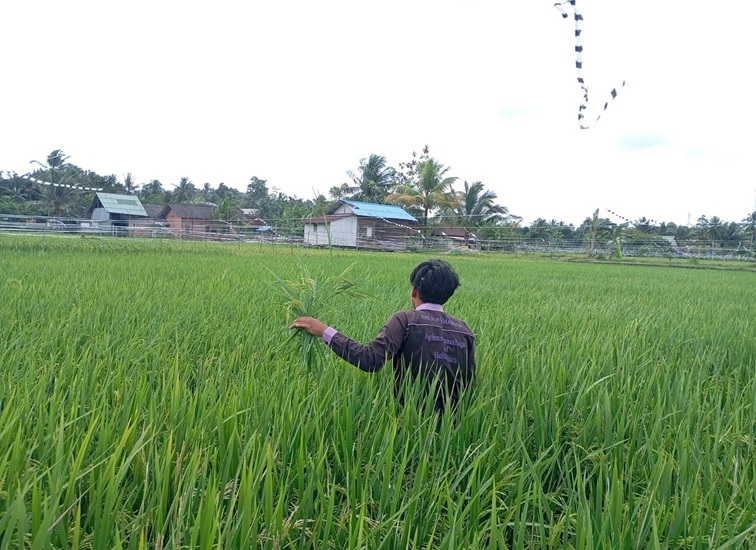 Sawah Milik Warga di Samboja