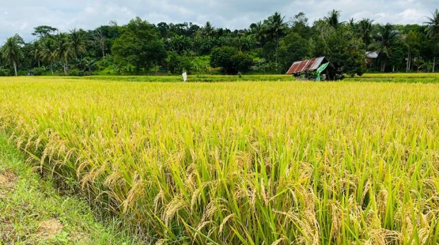 Lahan Sawah di Kukar