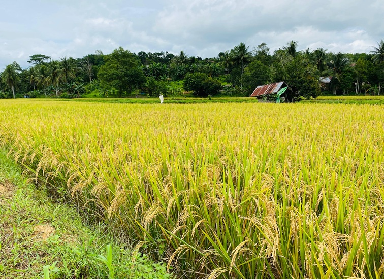 Lahan Sawah di Kukar