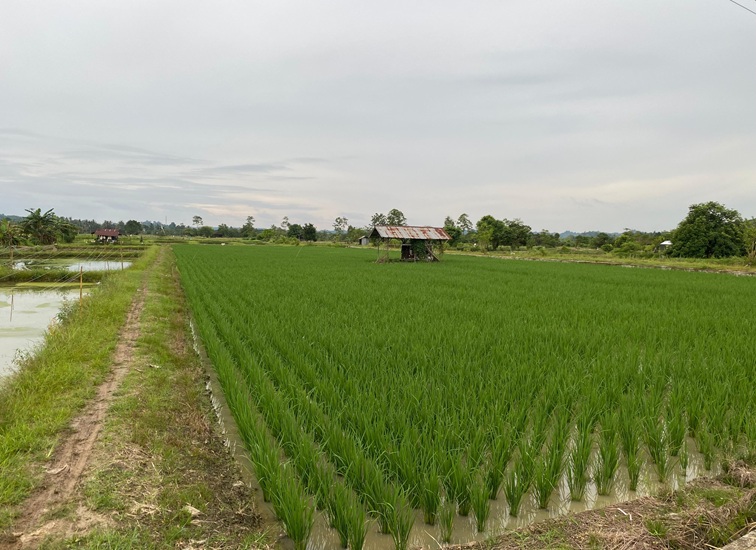 Lahan pertanian di Tenggarong (Kiki/Lingkarkaltim)