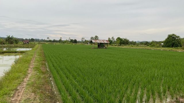 Kawasan lahan pertanian di Kukar (Kiki/Lingkarkaltim)
