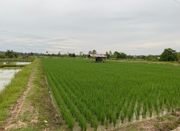Kawasan lahan pertanian di Kukar (Kiki/Lingkarkaltim)