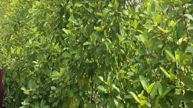 Pohon keratom yang tumbuh lebat. (Istimewa)