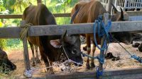 Hewan kurban sapi yang dijual pedagang di Kecamatan Tenggarong. (Lingkar Kaltim/M. As'ari)