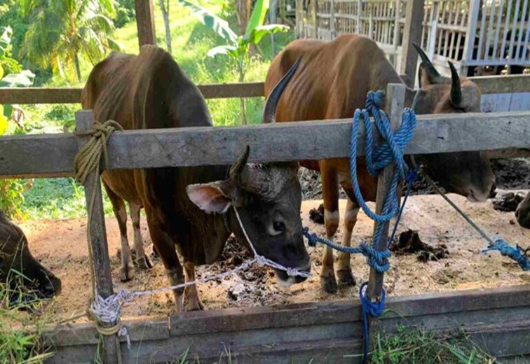 Hewan kurban sapi yang dijual pedagang di Kecamatan Tenggarong. (Lingkar Kaltim/M. As'ari)