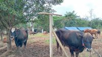 Sapi kurban yang masih di lahan peternakan salah satu penjual sapi di Tenggarong. (Lingkar Kaltim/M. As'ari)