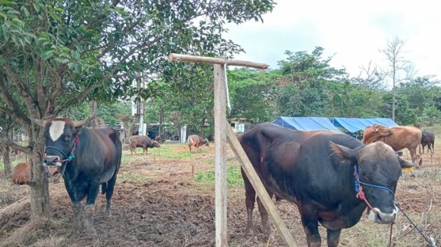 Sapi kurban yang masih di lahan peternakan salah satu penjual sapi di Tenggarong. (Lingkar Kaltim/M. As'ari)
