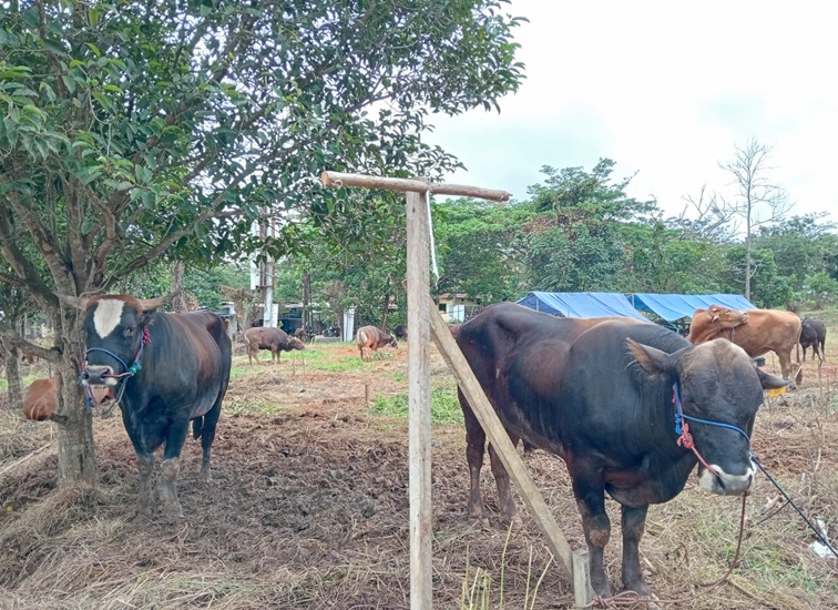Sapi kurban yang masih di lahan peternakan salah satu penjual sapi di Tenggarong. (Lingkar Kaltim/M. As'ari)