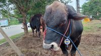 Sapi kurban yang sudah dipasangi label sehat. (Lingkar Kaltim/M. As'ari)