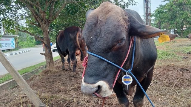 Sapi kurban yang sudah dipasangi label sehat. (Lingkar Kaltim/M. As'ari)