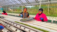 Kapolsek Loa Kulu, AKP Hari Supranoto, bersama Ketua Bhayangkari Ranting Loa Kulu, Ny. Linda Hari melakukan penanaman di Green House, Senin (22/6/26). (Doc. Polsek Loa Kulu)