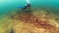 Terumbu karang yang rusak diduga tergerus ponton, Senin (15/6/26). (Doc. Pokdarwis Desa Tanjung Limau)