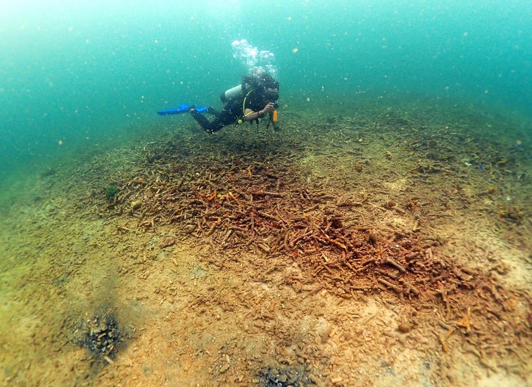 Terumbu karang yang rusak diduga tergerus ponton, Senin (15/6/26). (Doc. Pokdarwis Desa Tanjung Limau)