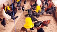 Kandang peternakan ayam kampung, Rabu (22/7/2026) (Rizki/Lingkarkaltim)