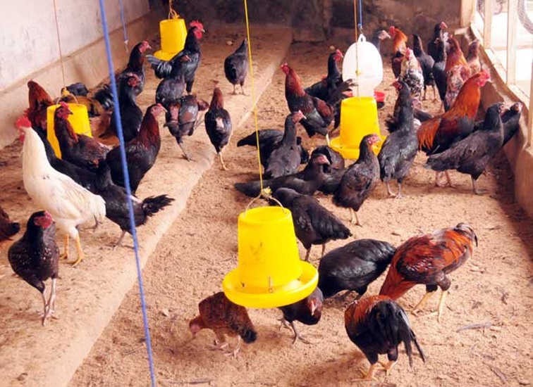 Kandang peternakan ayam kampung, Rabu (22/7/2026) (Rizki/Lingkarkaltim)