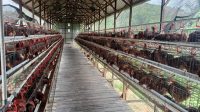 Kandang Ayam Telur dikelola BUMDES Permata Desa Loa Duri Ulu, Kec. Tenggarong, Rabu (15/7/26). (Doc. BUMDes Permata Desa )