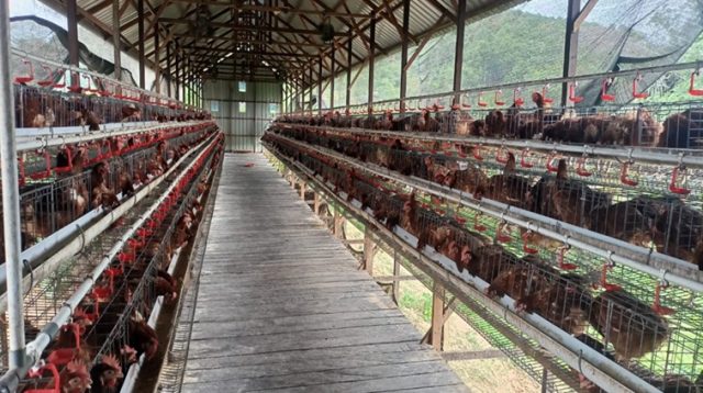 Kandang Ayam Telur dikelola BUMDES Permata Desa Loa Duri Ulu, Kec. Tenggarong, Rabu (15/7/26). (Doc. BUMDes Permata Desa )