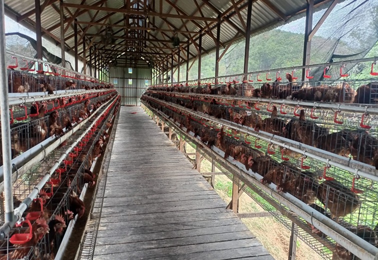 Kandang Ayam Telur dikelola BUMDES Permata Desa Loa Duri Ulu, Kec. Tenggarong, Rabu (15/7/26). (Doc. BUMDes Permata Desa )