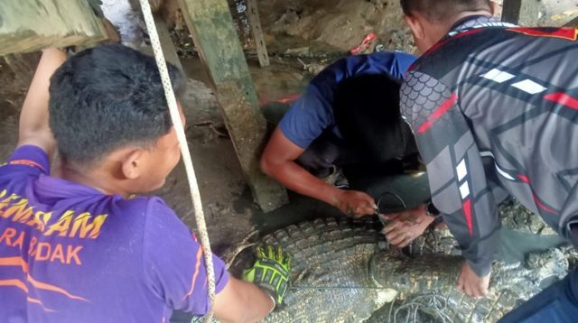 Damkar Muara Badak evakuasi buaya di kolong rumah warga, Kec. Muara Badak, Jumat (31/7/26). (Doc. Pos Sektor Muara Badak)