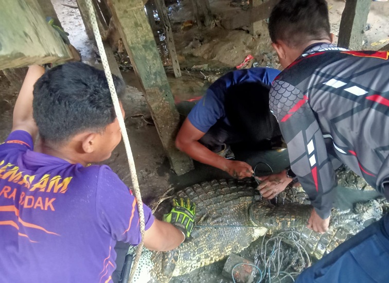 Damkar Muara Badak evakuasi buaya di kolong rumah warga, Kec. Muara Badak, Jumat (31/7/26). (Doc. Pos Sektor Muara Badak)