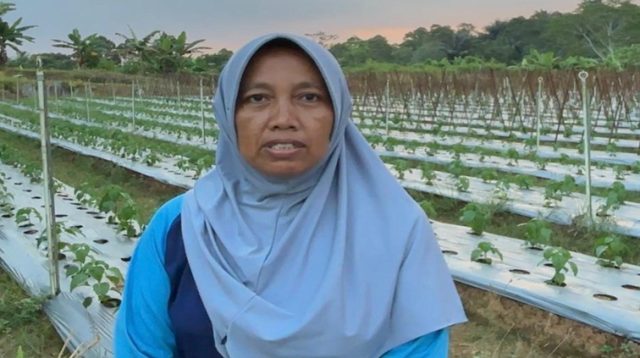 Petani cabai Windi Astuti, Sabtu (18/7/2026) (Rizki/Lingkarkaltim)