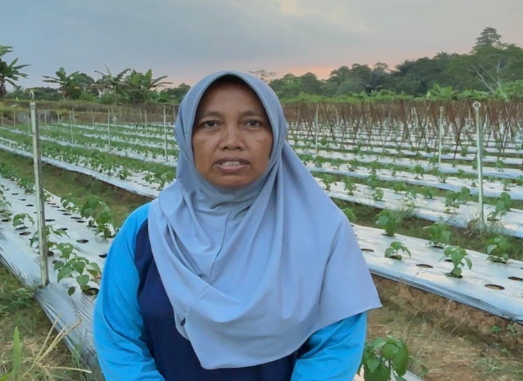 Petani cabai Windi Astuti, Sabtu (18/7/2026) (Rizki/Lingkarkaltim)