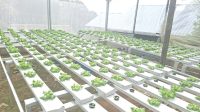 Green House Urang Hulu milik Syahrian berlokasi di Gang Tabah, Jalan Gunung Sentul, Tenggarong, Rabu (22/7/26). (Dilla/lingkarkaltim)