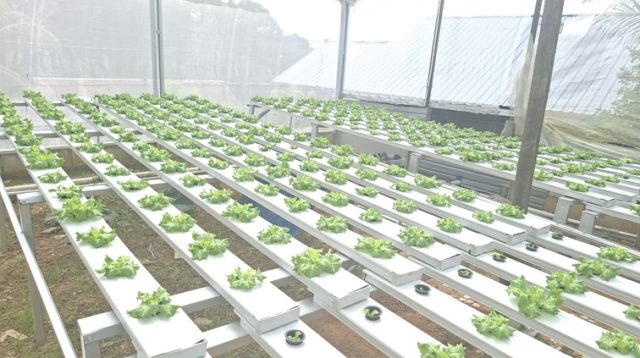 Green House Urang Hulu milik Syahrian berlokasi di Gang Tabah, Jalan Gunung Sentul, Tenggarong, Rabu (22/7/26). (Dilla/lingkarkaltim)