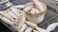 Kondisi ikan jelawat mati di keramba warga muara muntai ulu, Selasa (21/7/26). (Doc. Screenshot FB Tri Naylanajma)