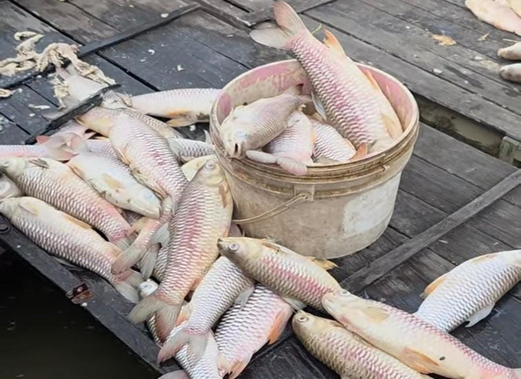 Kondisi ikan jelawat mati di keramba warga muara muntai ulu, Selasa (21/7/26). (Doc. Screenshot FB Tri Naylanajma)