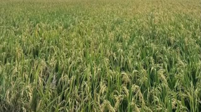 Lahan pertanian di Bunga Jadi, Rabu (8/7/2026) (Rizki/Lingkarkaltim)
