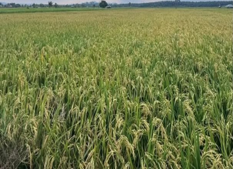 Lahan pertanian di Bunga Jadi, Rabu (8/7/2026) (Rizki/Lingkarkaltim)