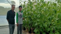 Green House Melon Premium, Senin (20/7/2026) (Rizki/Lingkarkaltim)