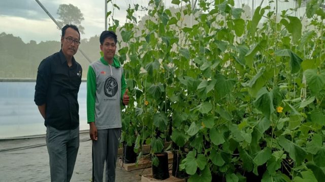 Green House Melon Premium, Senin (20/7/2026) (Rizki/Lingkarkaltim)