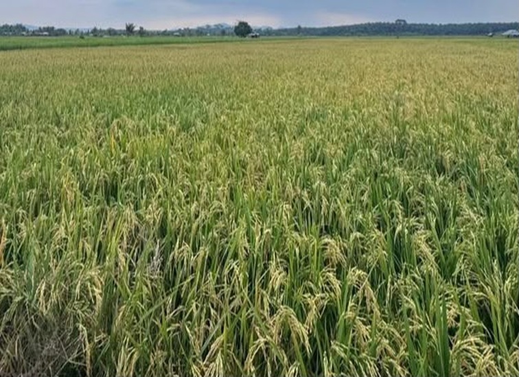 Lahan Pertanian di Kukar, Selasa (14/7/2026) (Rizki/Lingkarkaltim)