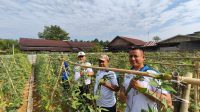 Kakanwil Ditjenpas Kalimantan Timur, Endang Lintang Hardiman (dua dari kiri), memanen kacang panjang bersama Kalapas Kelas IIA Tenggarong, Sabtu (25/7/2026). (Doc. Humas Lapas Kelas IIA Tenggarong)