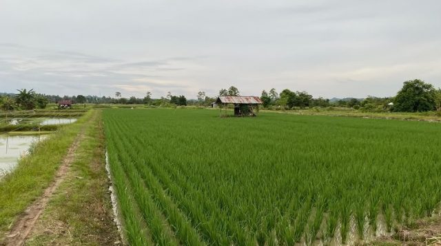 Kawasan Pertanian di Loh Sumber, Senin (6/7/2026) (Rizki/Lingkarkaltim)