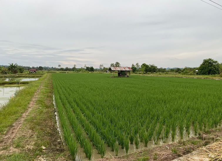 Kawasan Pertanian di Loh Sumber, Senin (6/7/2026) (Rizki/Lingkarkaltim)