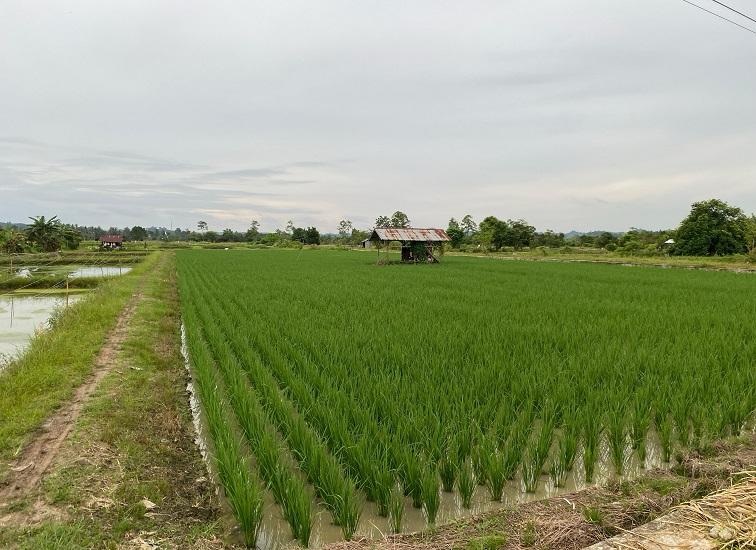Lahan Pertanian