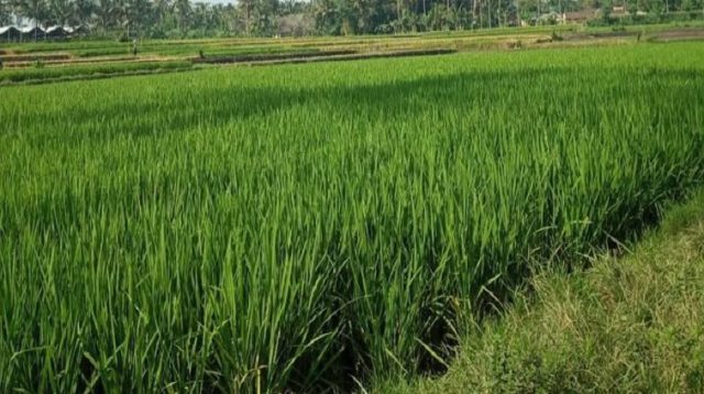Lahan pertanian, Jum'at (10/7/2026) (Rizki/Lingkarkaltim)