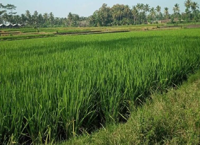 Lahan pertanian, Jum'at (10/7/2026) (Rizki/Lingkarkaltim)
