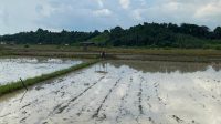 Lahan Pertanian di Maluhu, Jum'at (17/7/2026)
