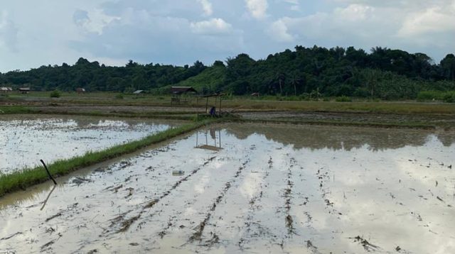 Lahan Pertanian di Maluhu, Jum'at (17/7/2026)