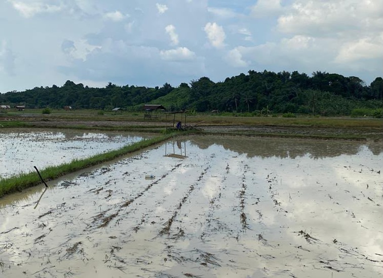 Lahan Pertanian di Maluhu, Jum'at (17/7/2026)