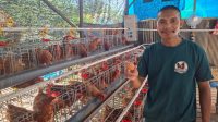 Hartoni selaku owner di kandang ayam telur miliknya," Jumadi Farm", Rabu (19/8/26). (Dilla/lingkarkaltim)