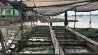 Keramba disalah satu pelaku usaha perikanan di  Desa Rempanga, Jum'at (28/8/2026) (Rizki/Lingkarkaltim)